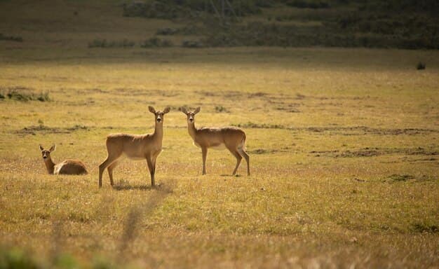 Geysay Grassland