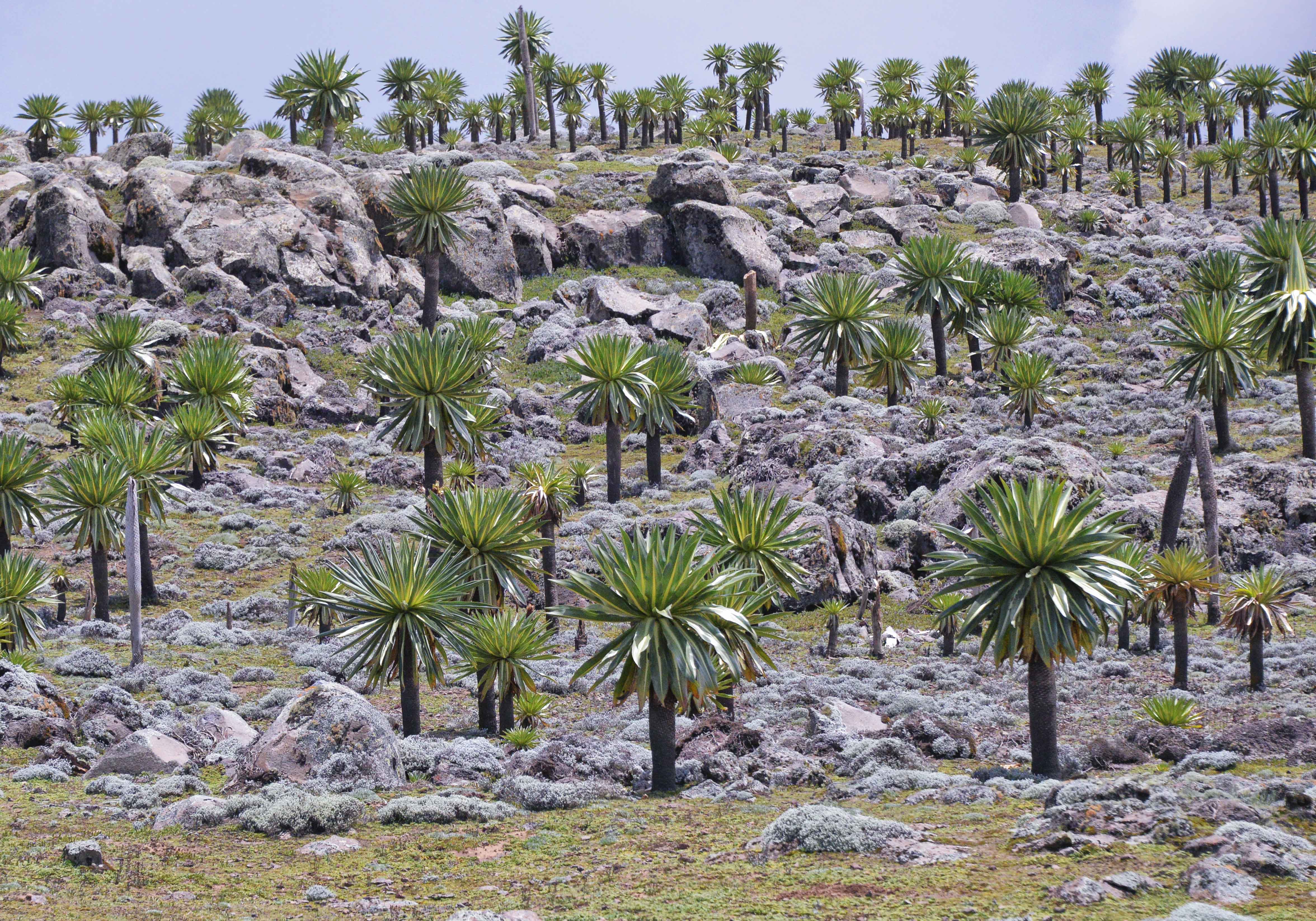 Sanetti Plateau