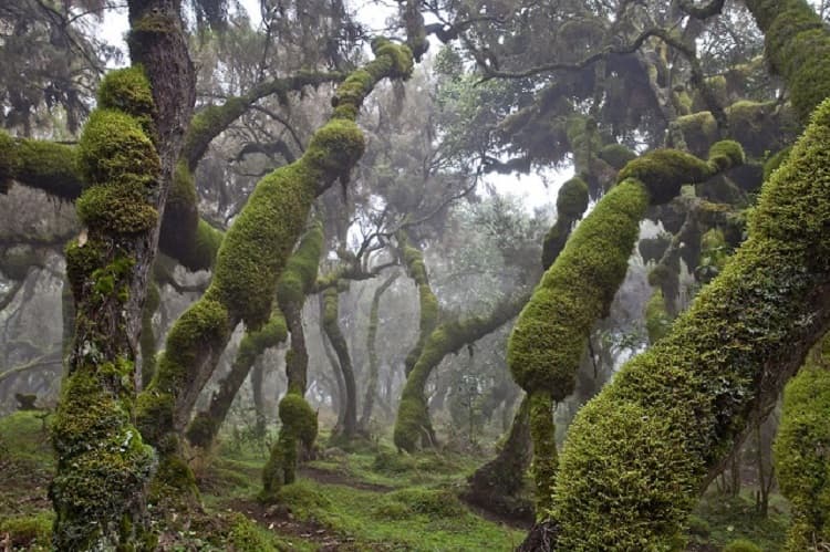Harena Forest